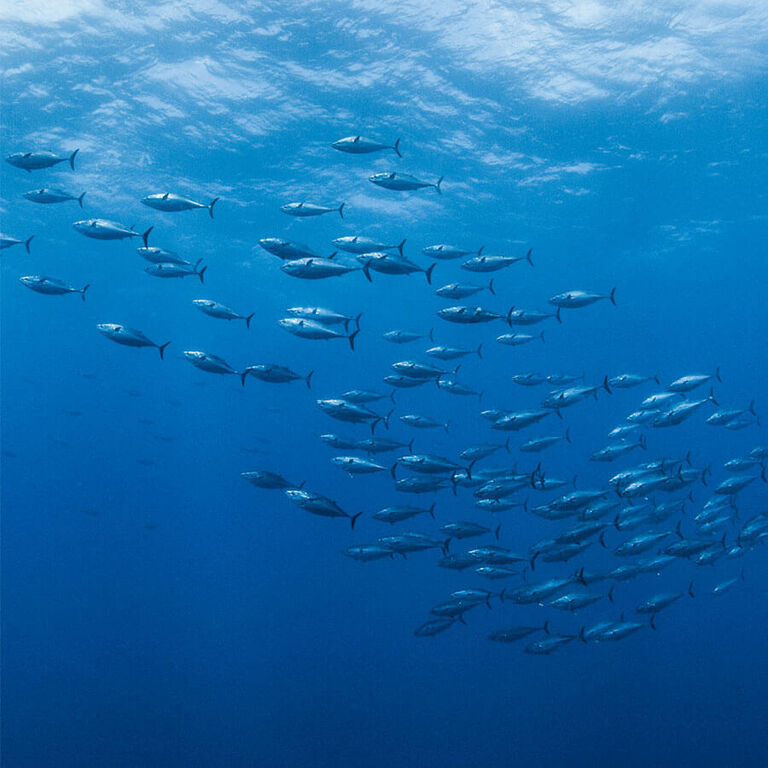 VBQ X OCEAN LOVERS