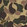 男士 Large Camo 弹力泳装 - Vilebrequin x Palm Angels Army 