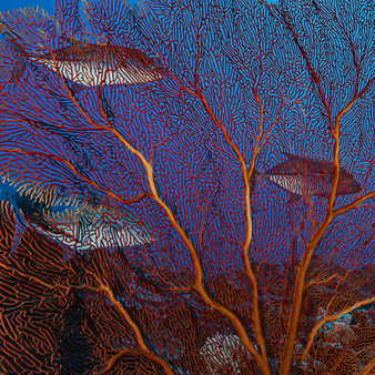 Rote Gorgonians Stretch-Badeshorts für Herren – Vilebrequin x 1Ocean Multicolor drucken
