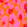 New Leopard 中性真丝围巾 Apricot 