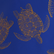Men Swim Trunks Tortues Galuchat Marrakech 