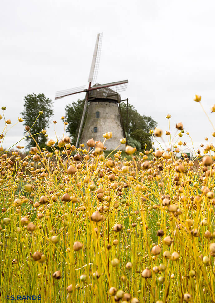 Champs de lin et moulin à vent