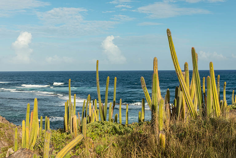 Martinique -  la Grande Anse des Saline