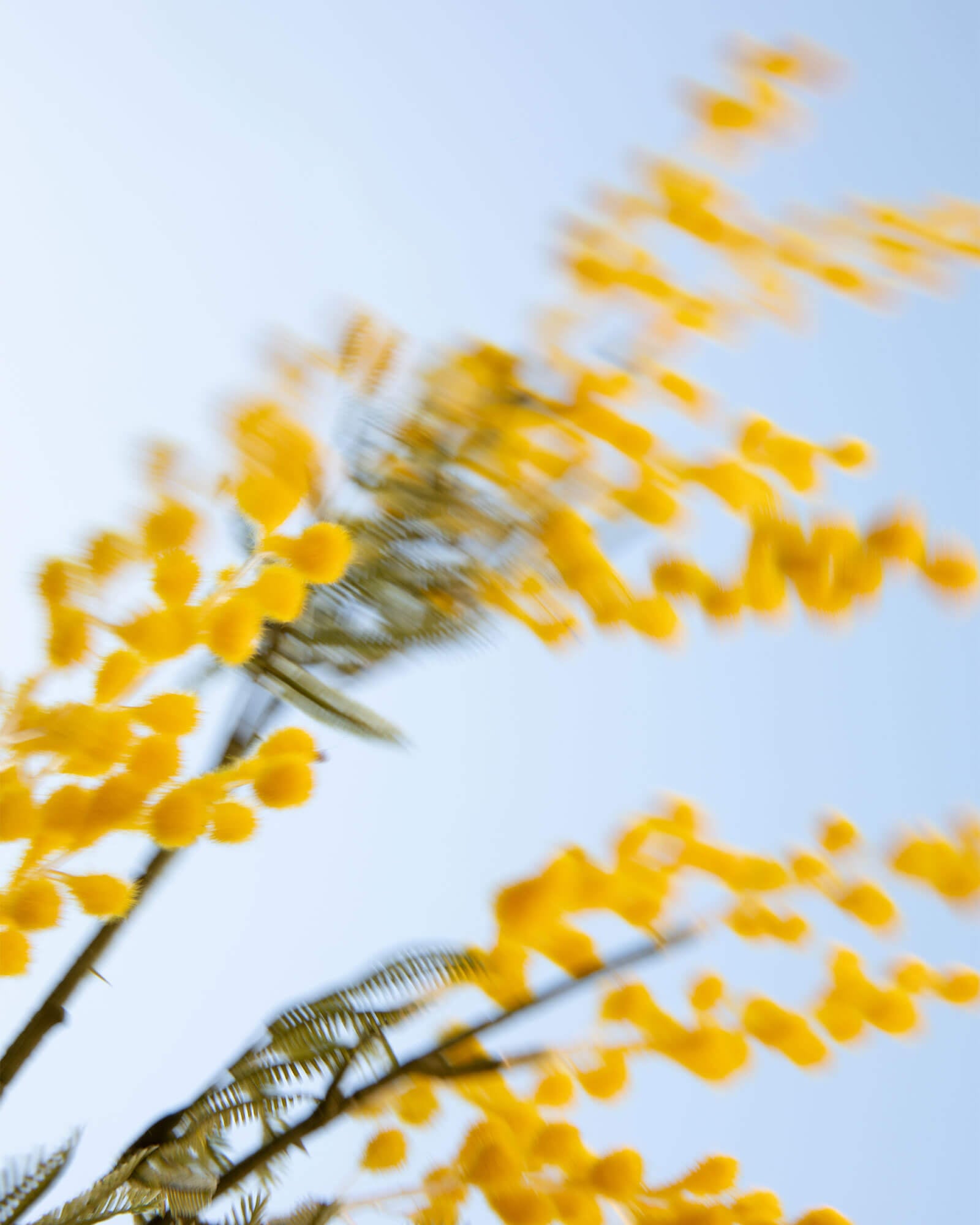 Mimosa branch A branch of mimosa flying through the sky