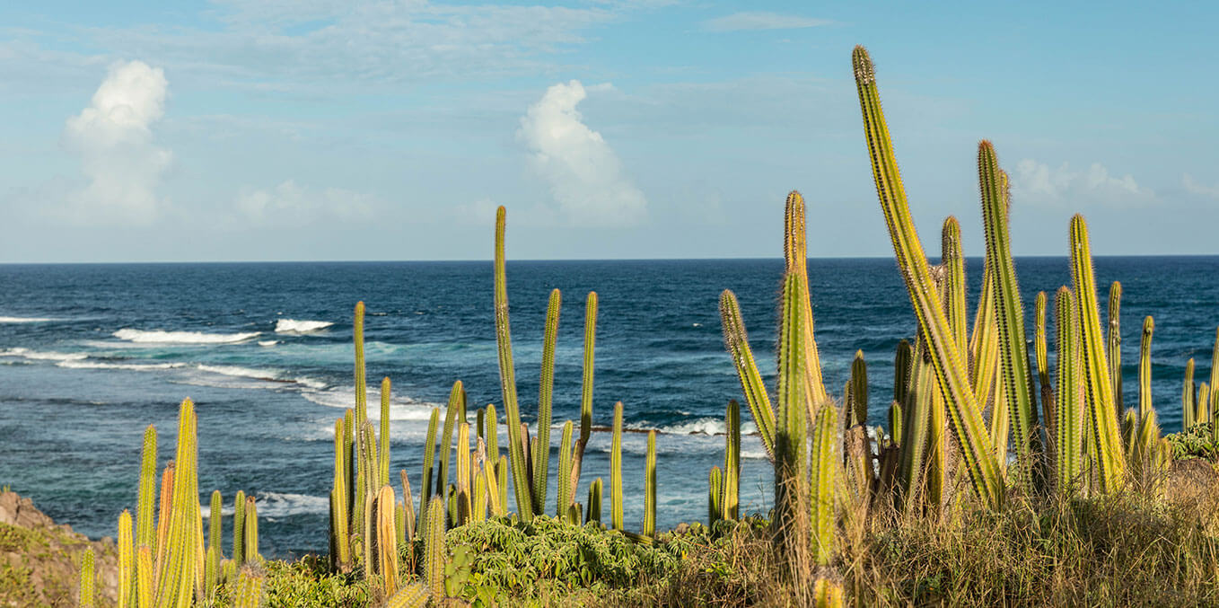 Martinique -  la Grande Anse des Saline