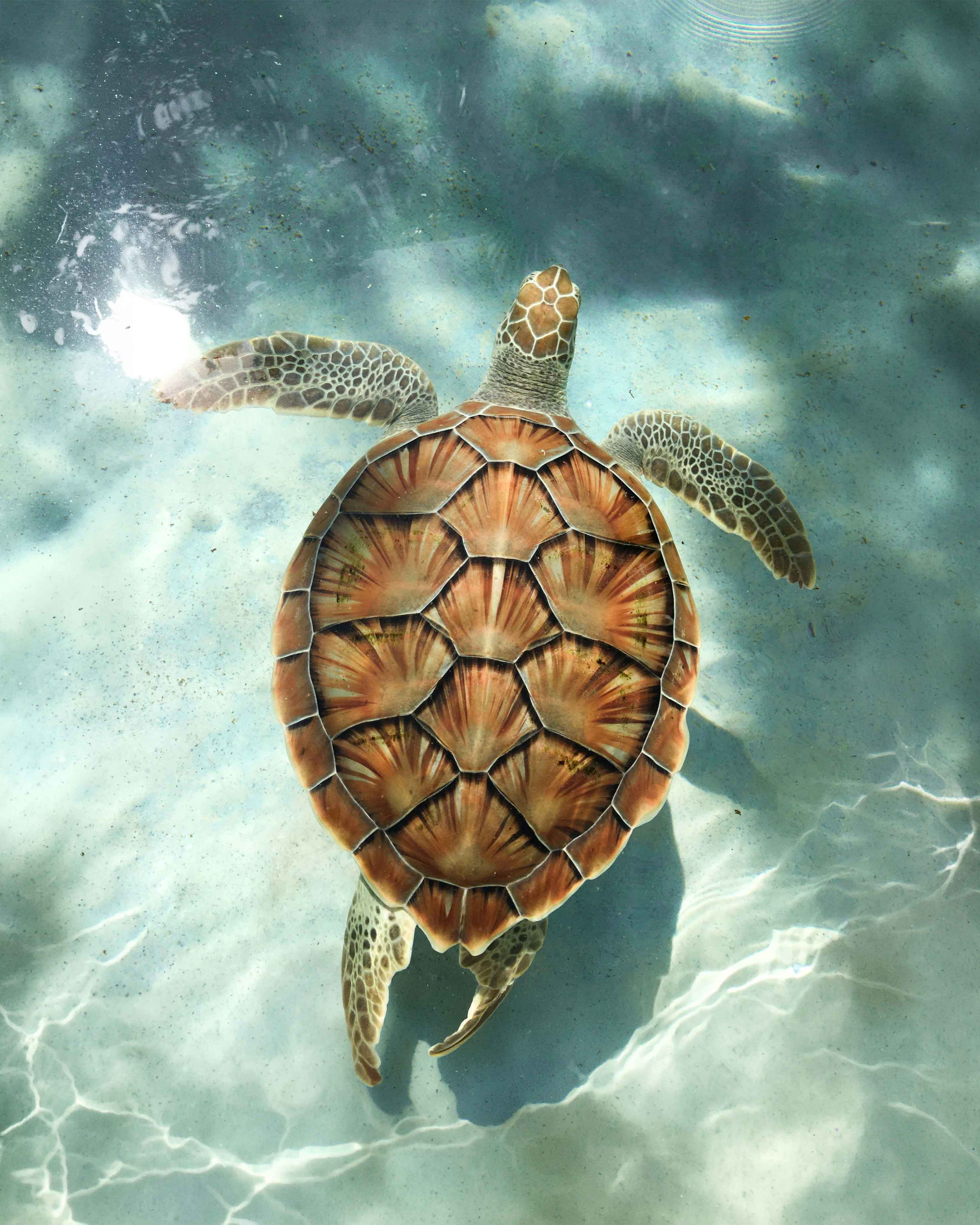 Tortue nageant dans l'océan
