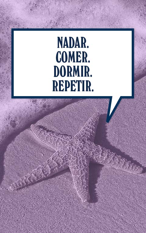 Dato curioso Dato curioso