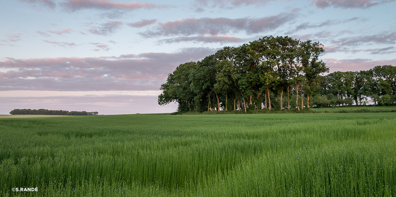 Linen Field