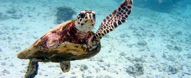 Turtle swimming in the sea