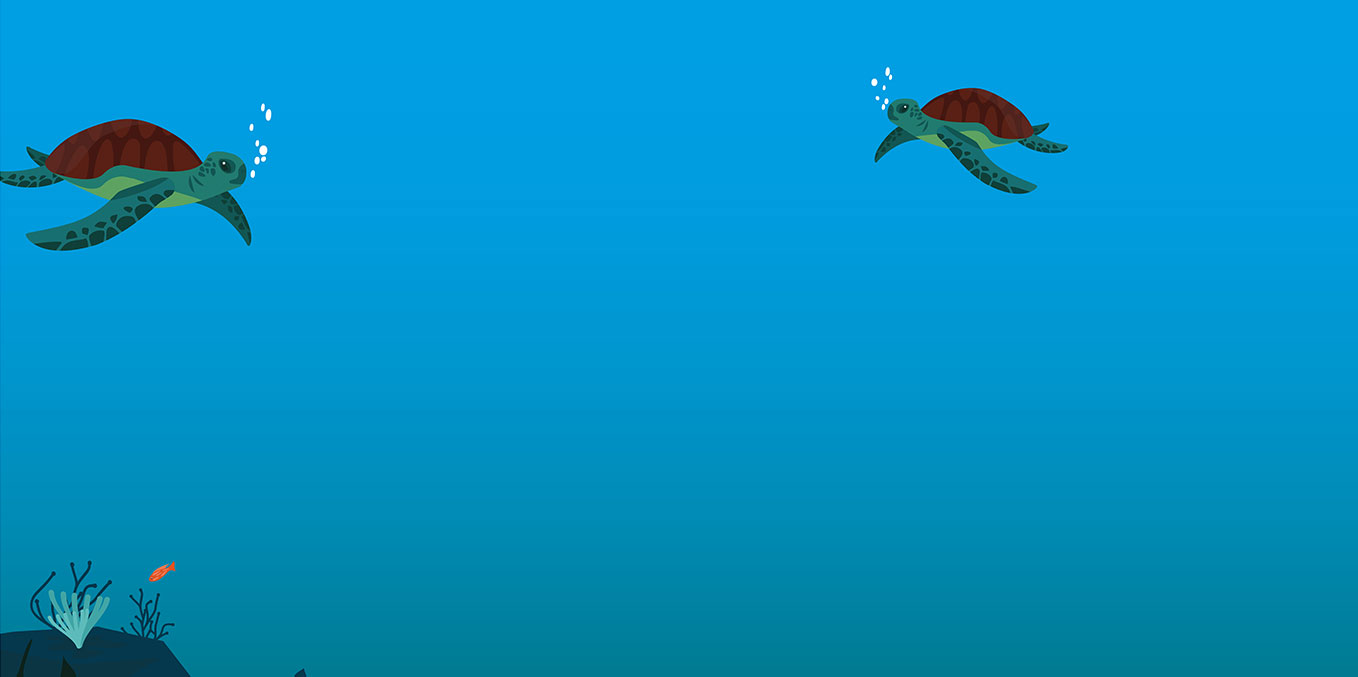 Turtle Quiz Turtle Quiz