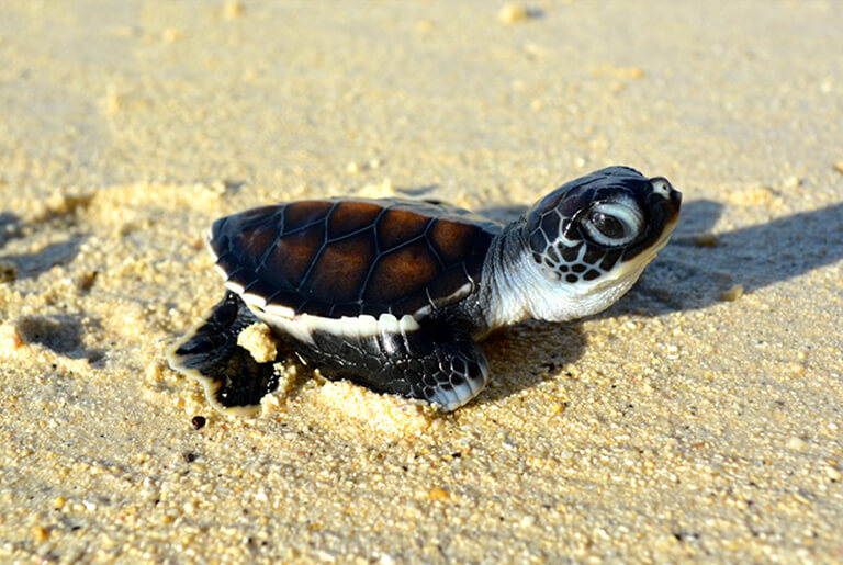 Black baby turtle on the beach