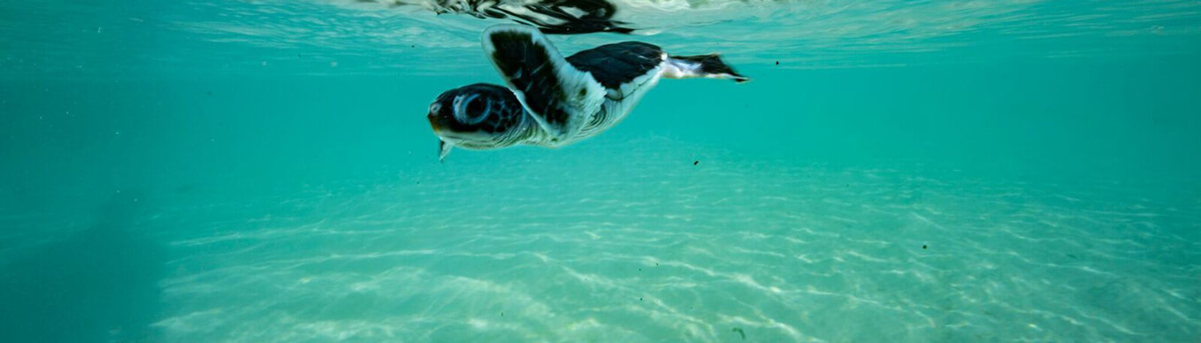 Turtle under the sea