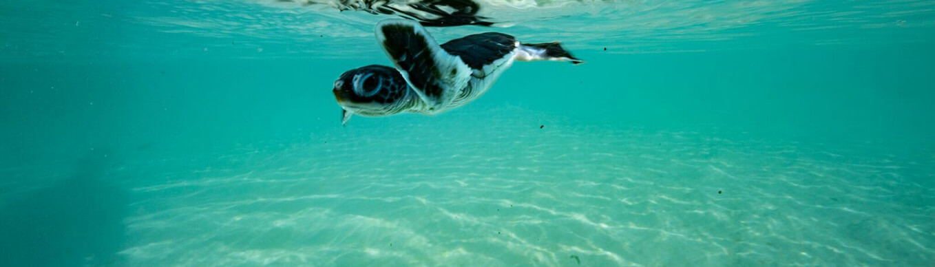 Tortue sous la mer