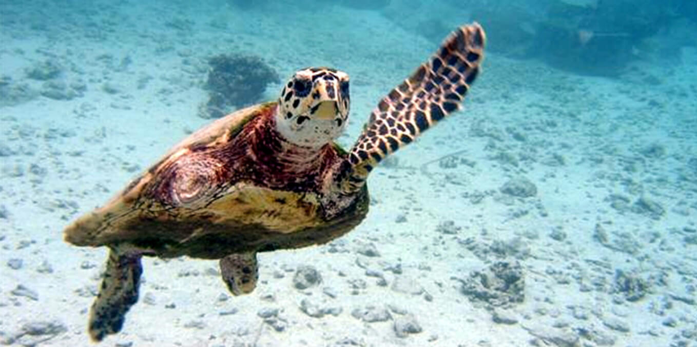 Blaue Schildkröten Becher Untersetzer Schwimmen Schildkröten Getränke Matte  Marine Leben Geschirr Ultramarine Küche Dekor Ozean-Liebhaber-Geschenk -  .de