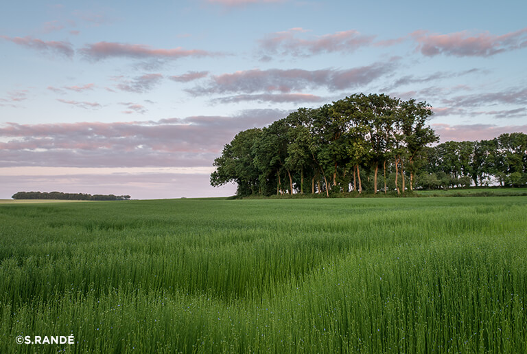 Linen Field