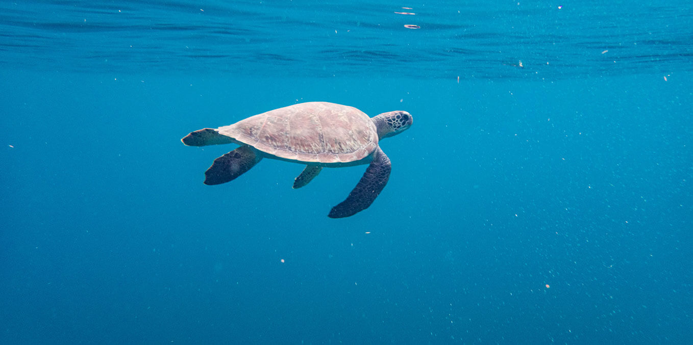 Martinique -  rencontrer les tortues marines : les Anses d’Arlet