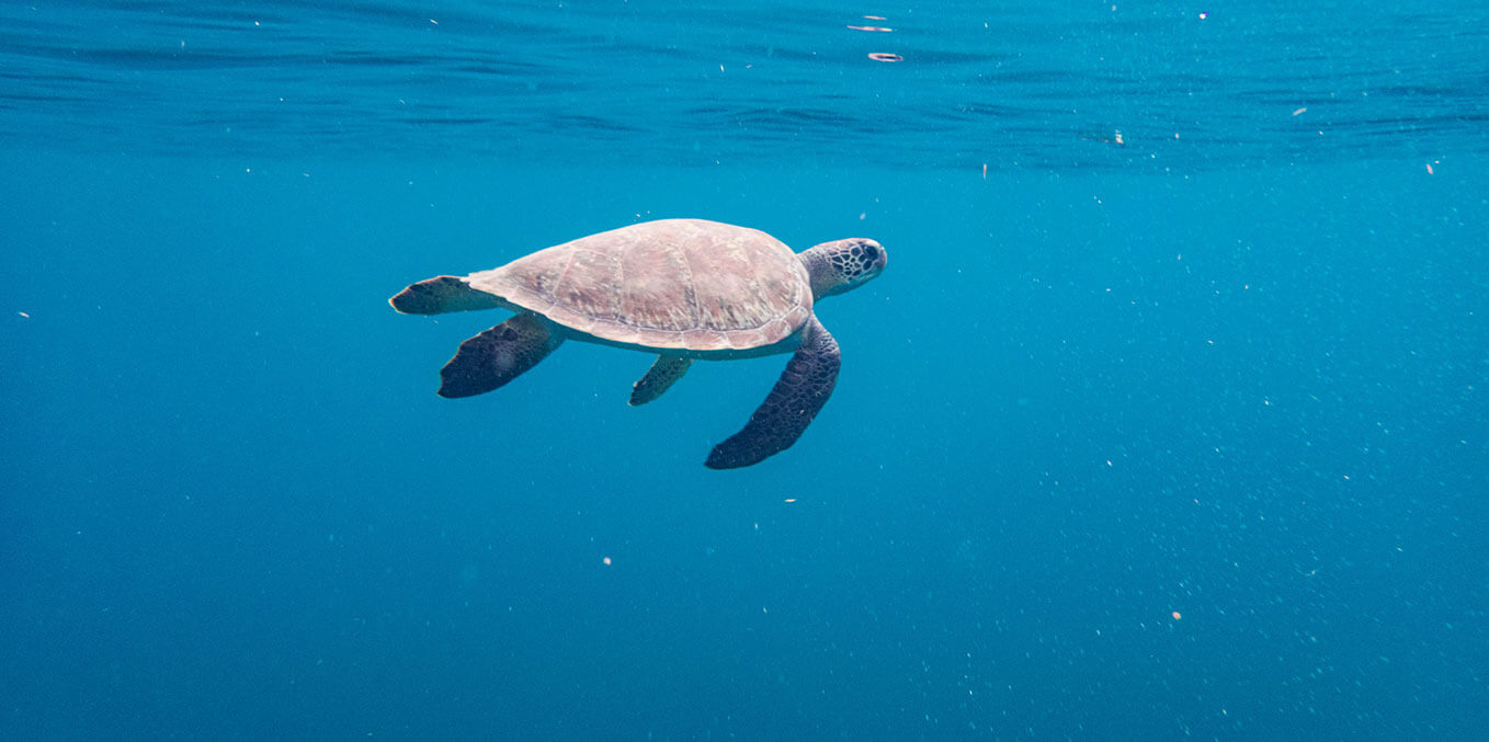 Martinique - to Meet Sea Turtles: Anses d’Arlet