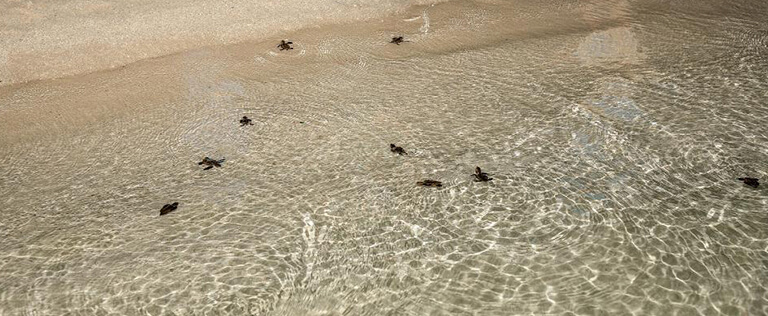 Turtles swimming at the beach