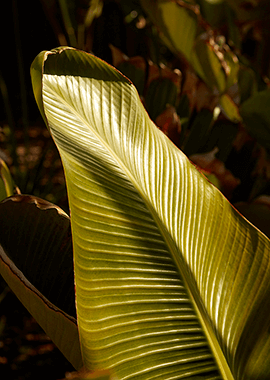 Banana leaf sustainable forest