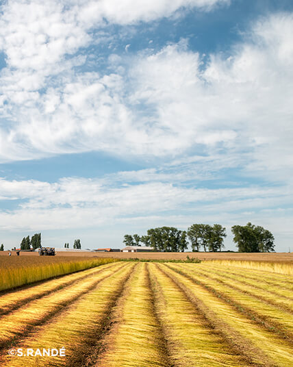 Linen Field