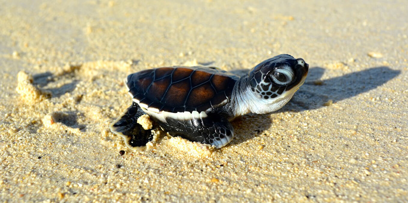 Black baby turtle on the beach