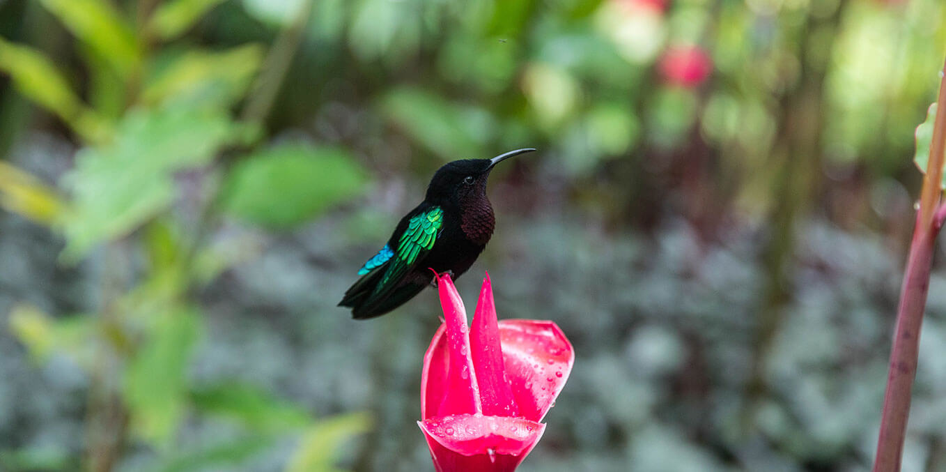 Martinique - Balata Garden