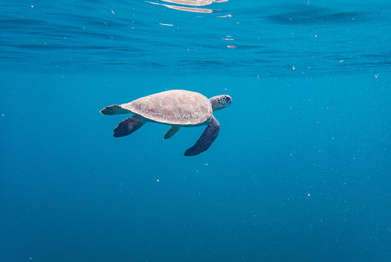 Martinique - para ver tortugas marinas: Les Anses d’Arlet