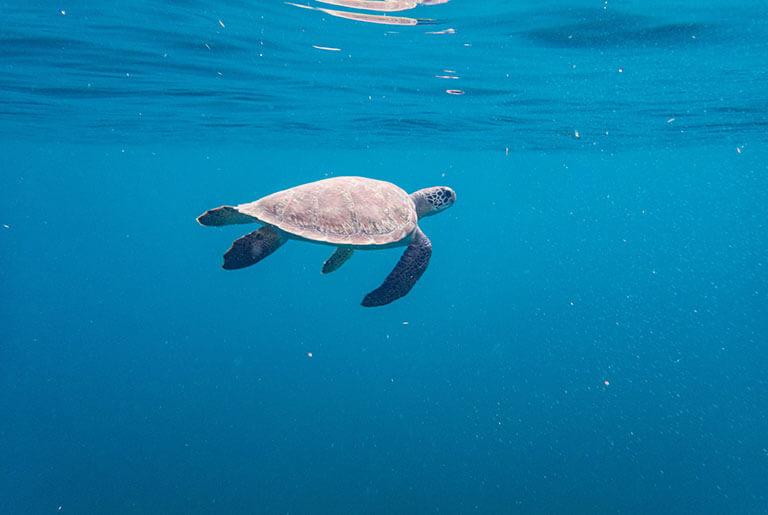 Martinique -  rencontrer les tortues marines : les Anses d’Arlet