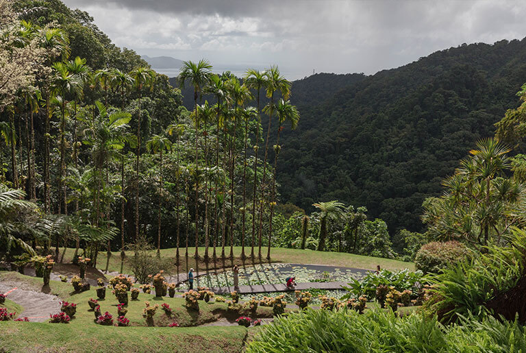 Martinique - An Enchanting Garden Martinique - An Enchanting Garden