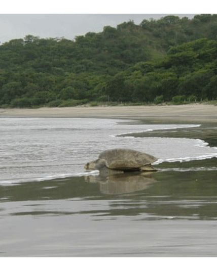 Vilebrequin - Guyane