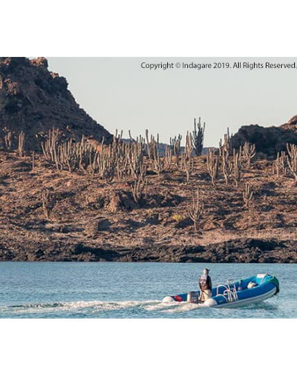 Vilebrequin - CopyRight Indagare galapagos