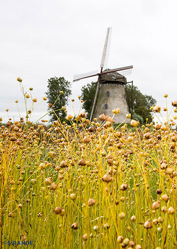 Flax fields and windmill