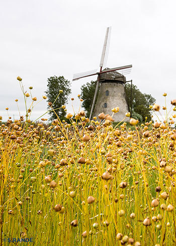 Champs de lin et moulin à vent