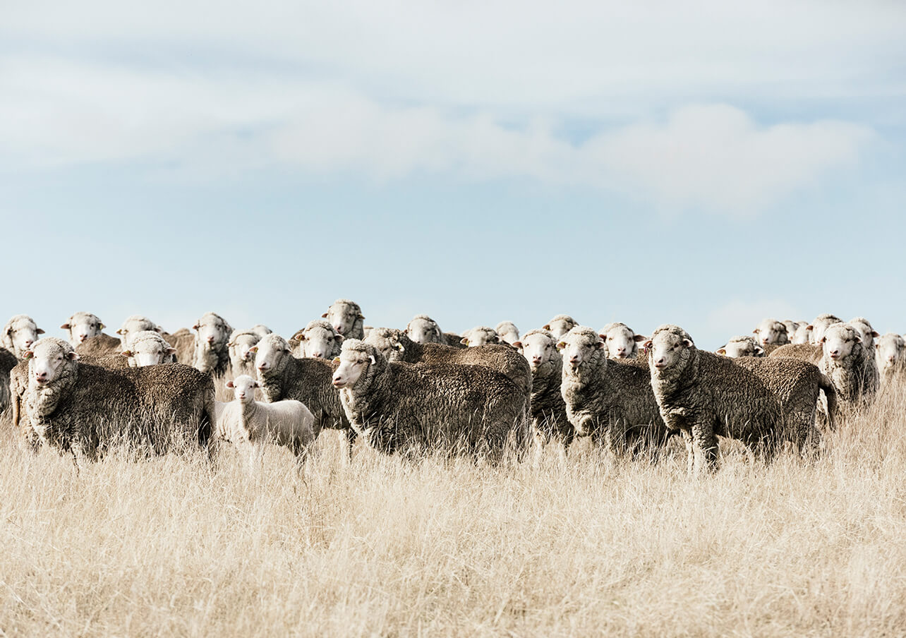 Merino wool used to make men's luxury swim trunks