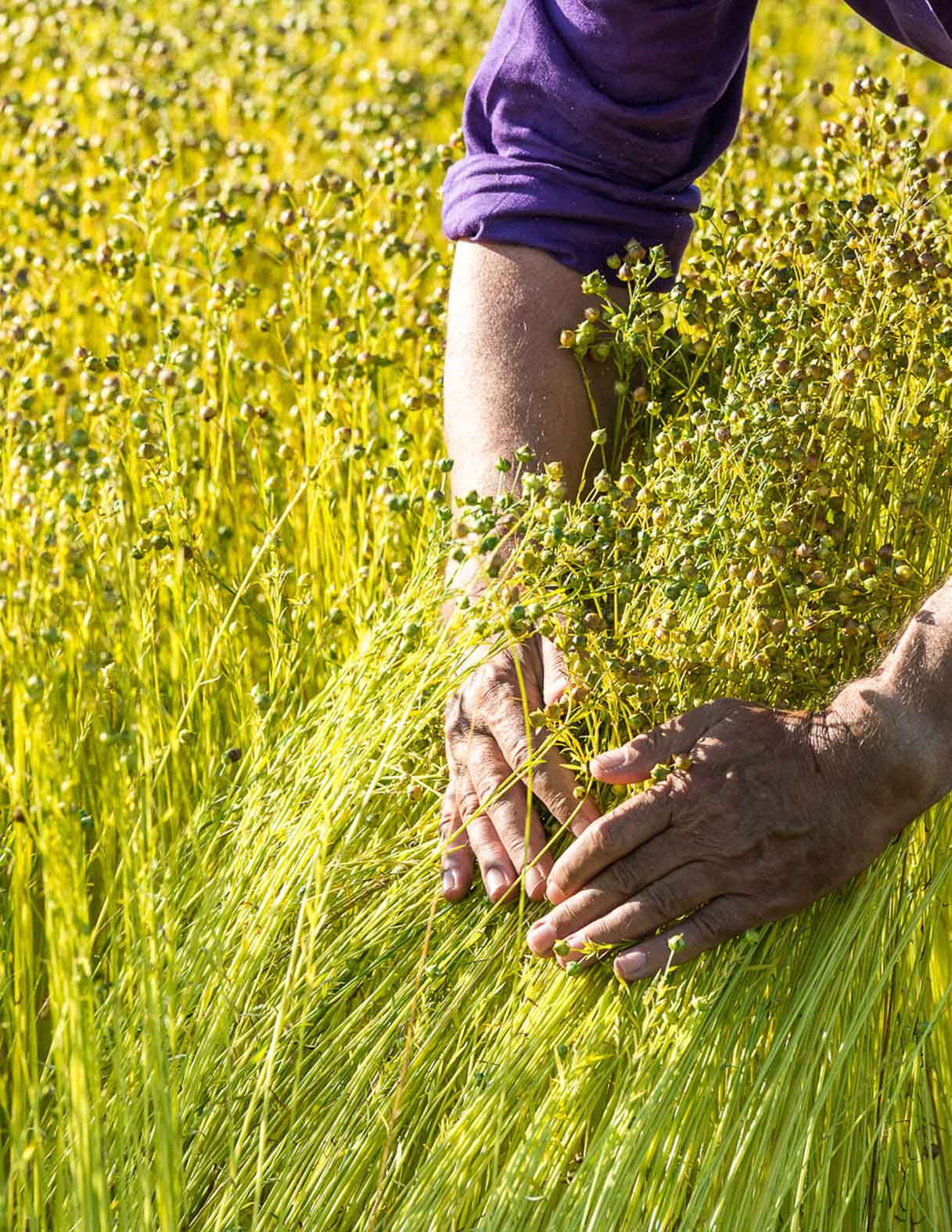 Harvesting flax in a field