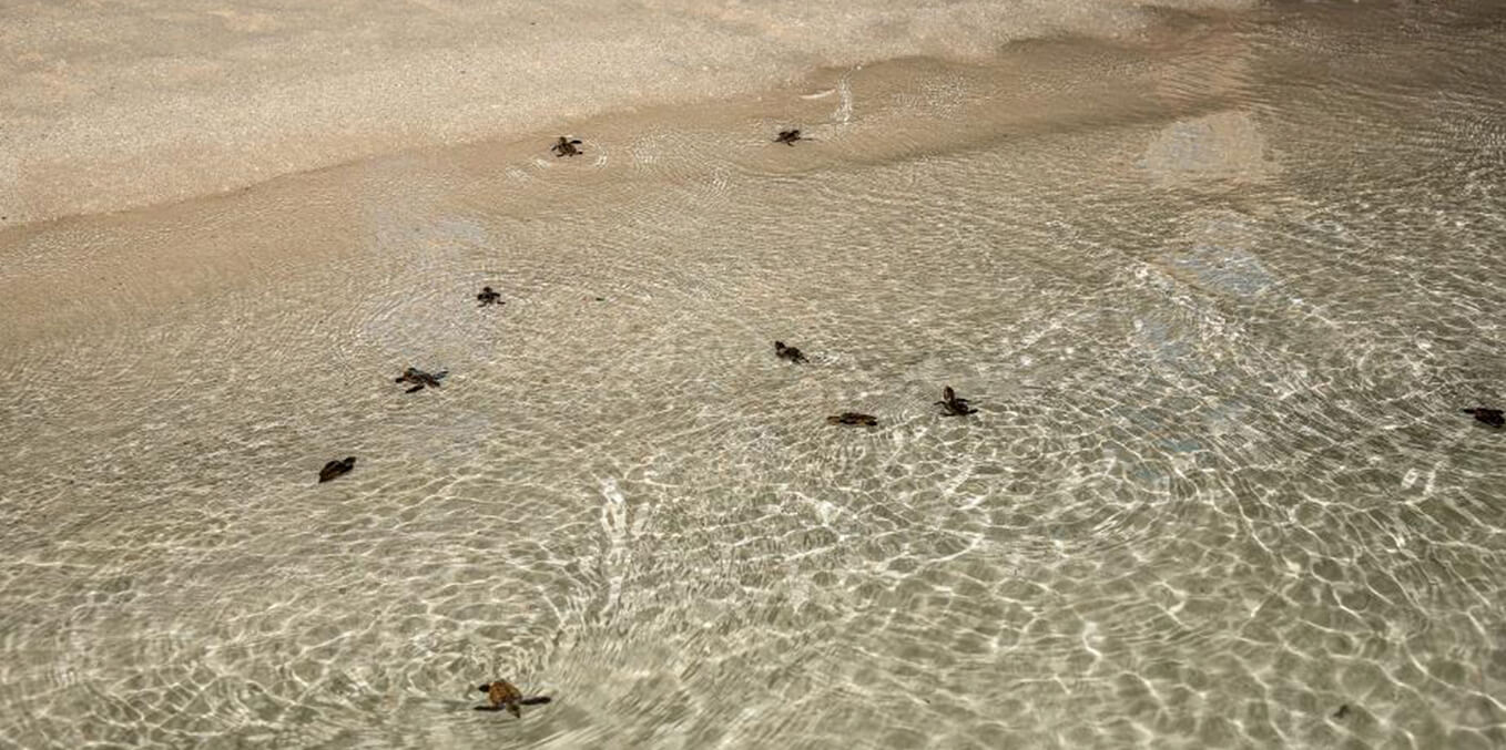 Turtles swimming at the beach