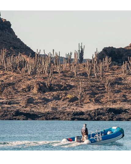 Vilebrequin Galapagos