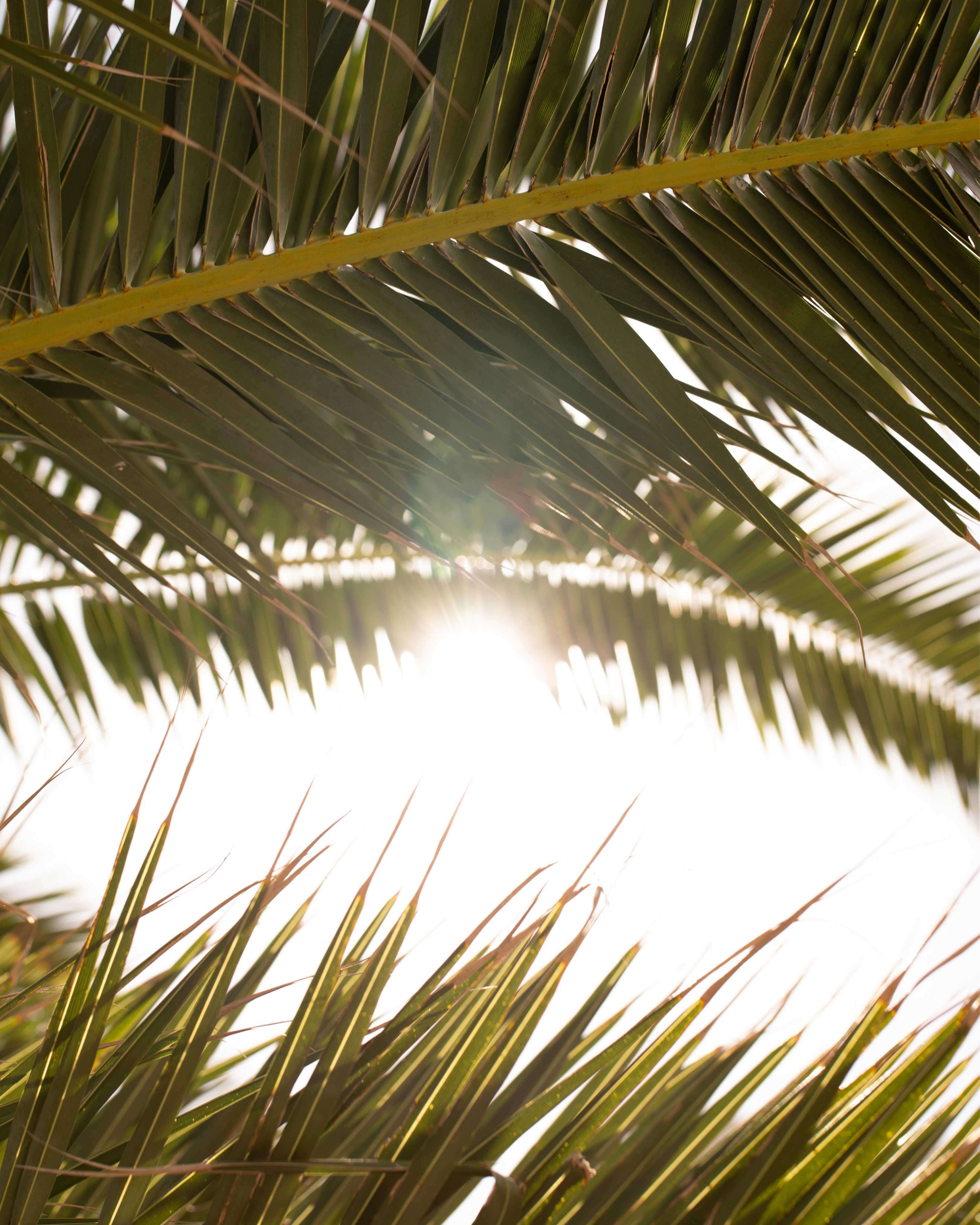 Ambiance ensoleillée à travers les feuilles de palmier