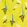 Men Swim Trunks Embroidered Bateaux sur l'eau - Limited Edition, Buttercup yellow 